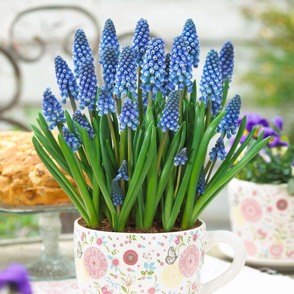 Zambila Struguras albastra (Muscari Armeniacum) Big Smile - ghiveci cu 7 bulbi