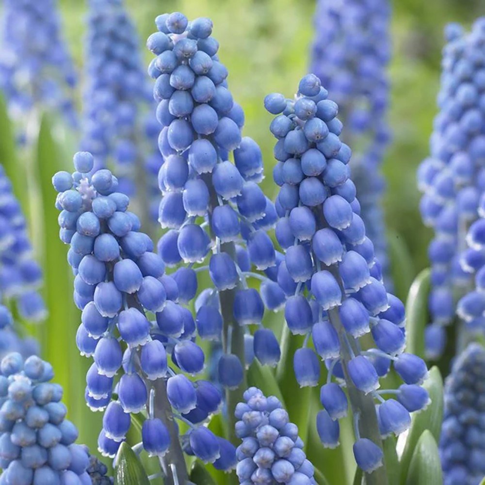Zambila Struguras albastra (Muscari Armeniacum) Big Smile - ghiveci cu 7 bulbi