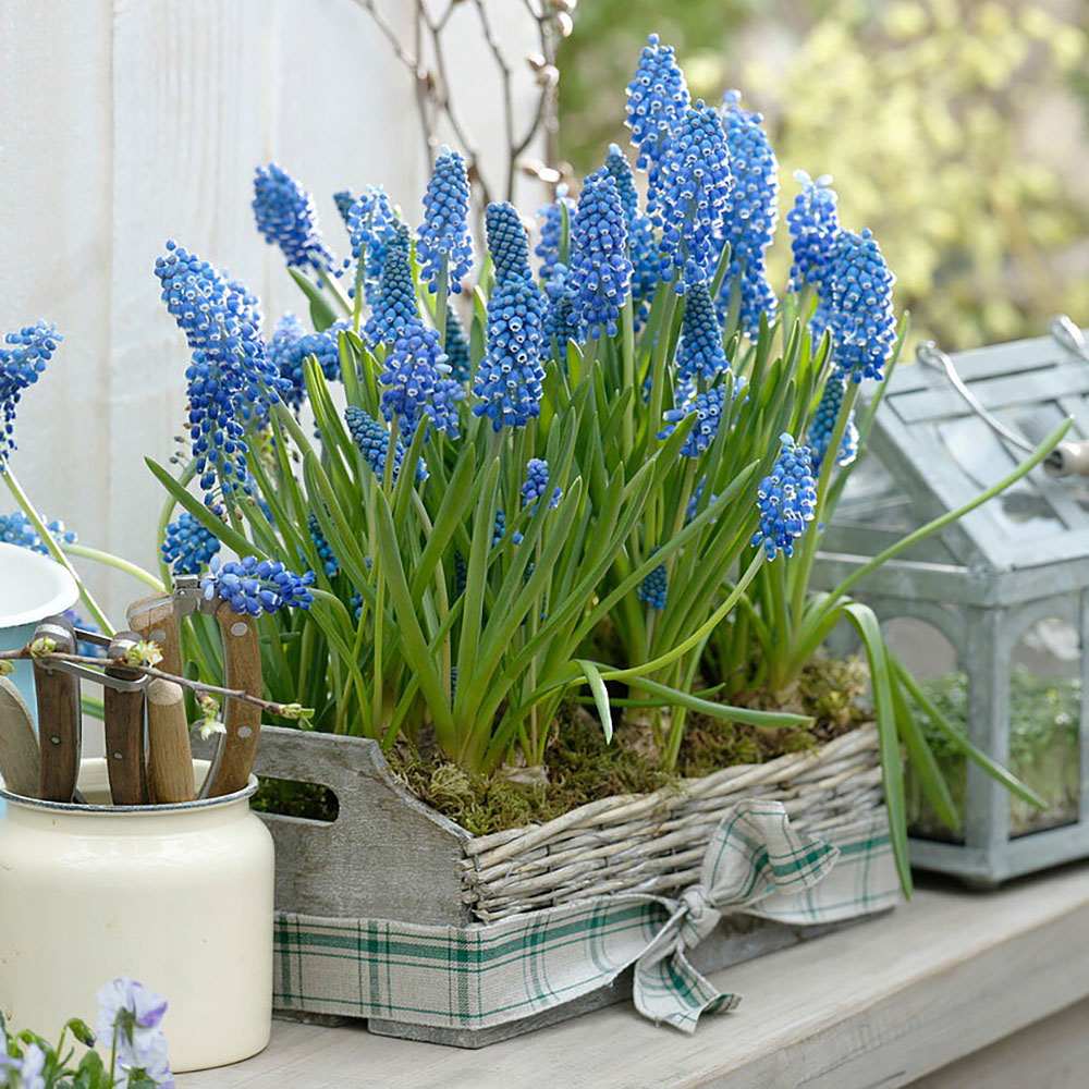 Zambila Struguras albastra (Muscari Armeniacum) Big Smile - ghiveci cu 7 bulbi