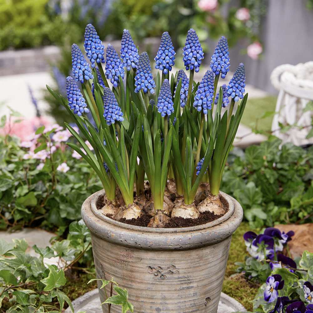 Zambila Struguras albastra (Muscari Armeniacum) Big Smile - ghiveci cu 7 bulbi