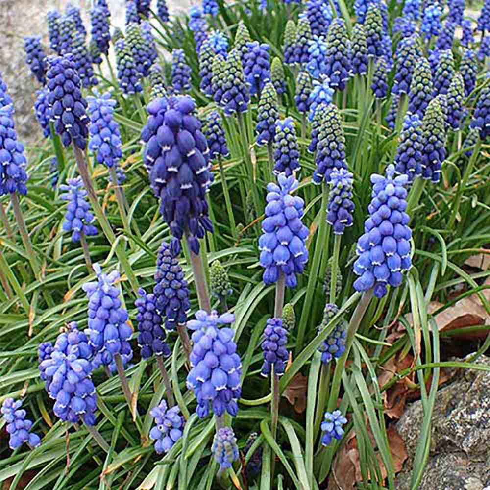 Zambila Struguras albastru (Muscari Armeniacum) - ghiveci cu 12 bulbi