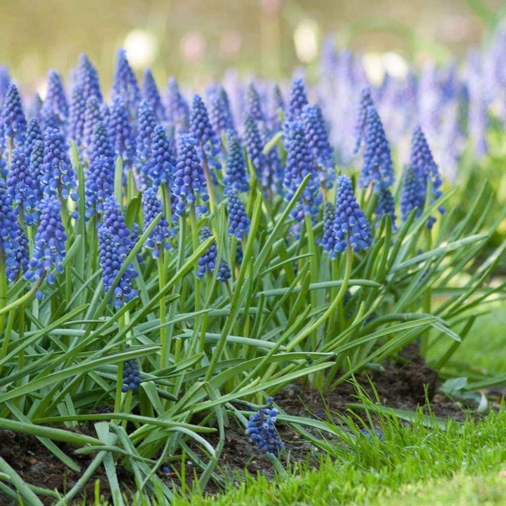 Zambila Struguras albastru (Muscari Armeniacum) - ghiveci cu 12 bulbi