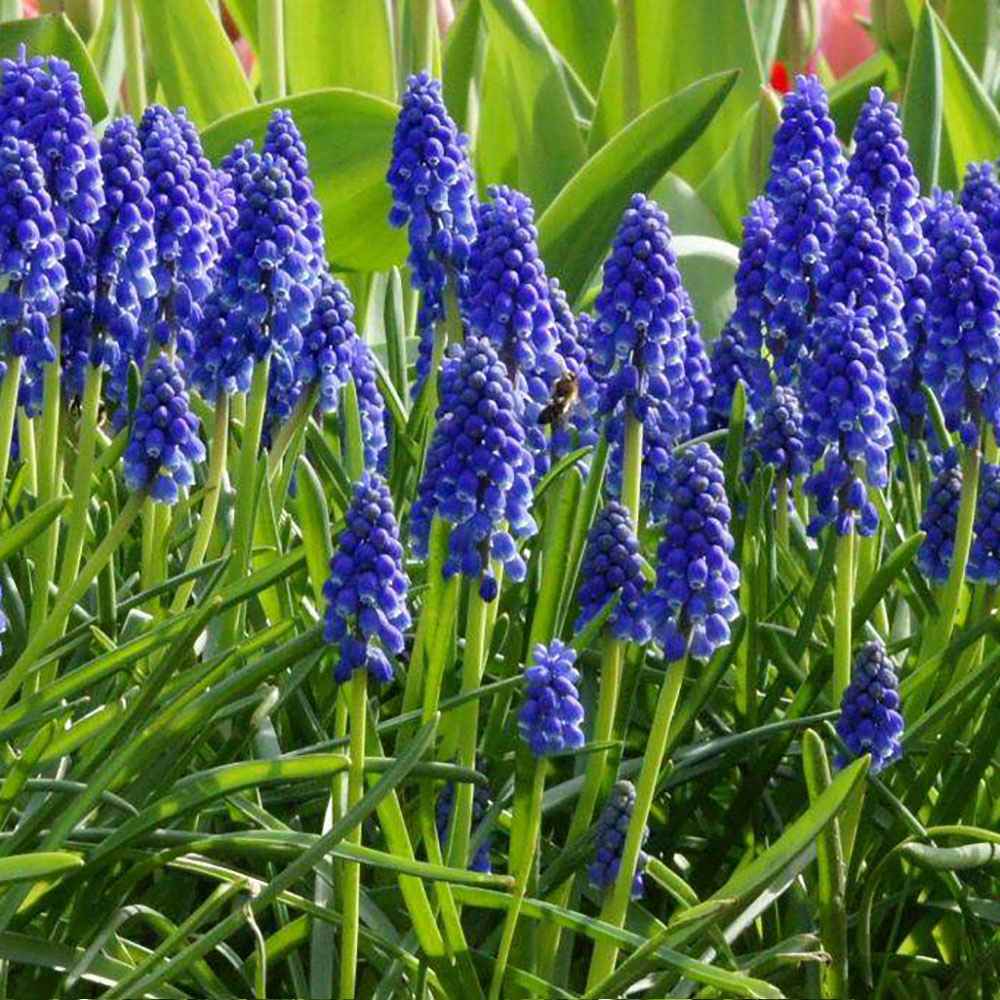 Zambila Struguras albastru (Muscari Armeniacum) - ghiveci cu 12 bulbi