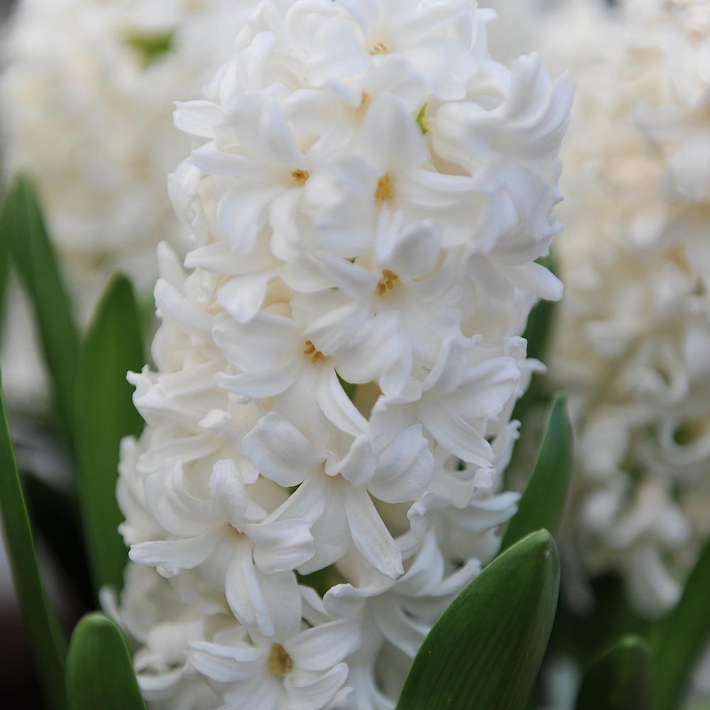 Bulbi Zambile Aiolos (5 Bucati/Pachet)