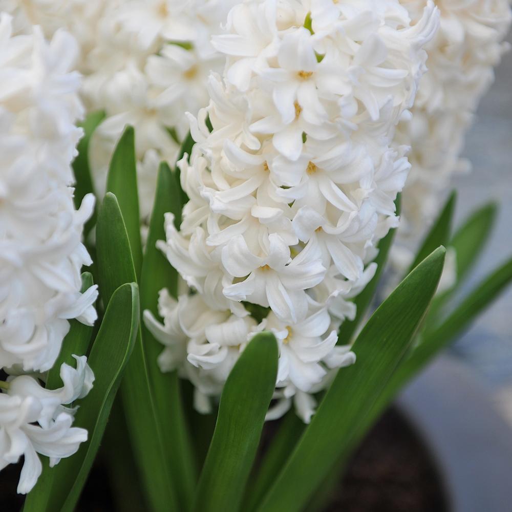 Bulbi Zambile Aiolos (5 Bucati/Pachet)