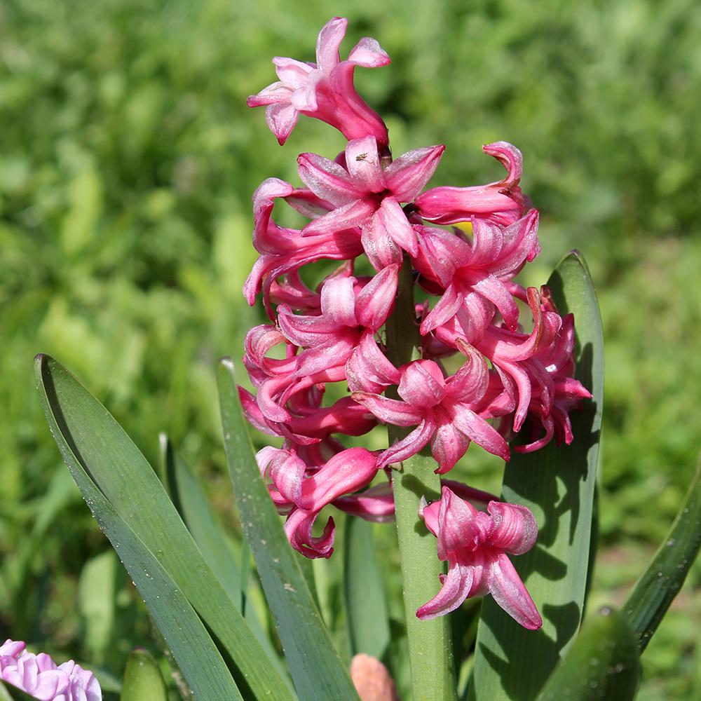 Bulbi Zambile Anna Marie (5 Bucati/Pachet)