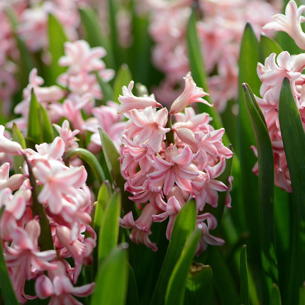 Bulbi Zambile Anna Marie (5 Bucati/Pachet)