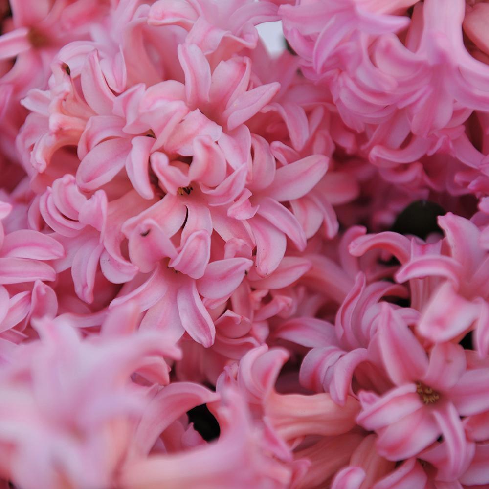 Bulbi Zambile Anna Marie (5 Bucati/Pachet)