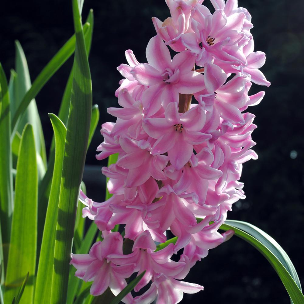 Bulbi Zambile Anna Marie (5 Bucati/Pachet)