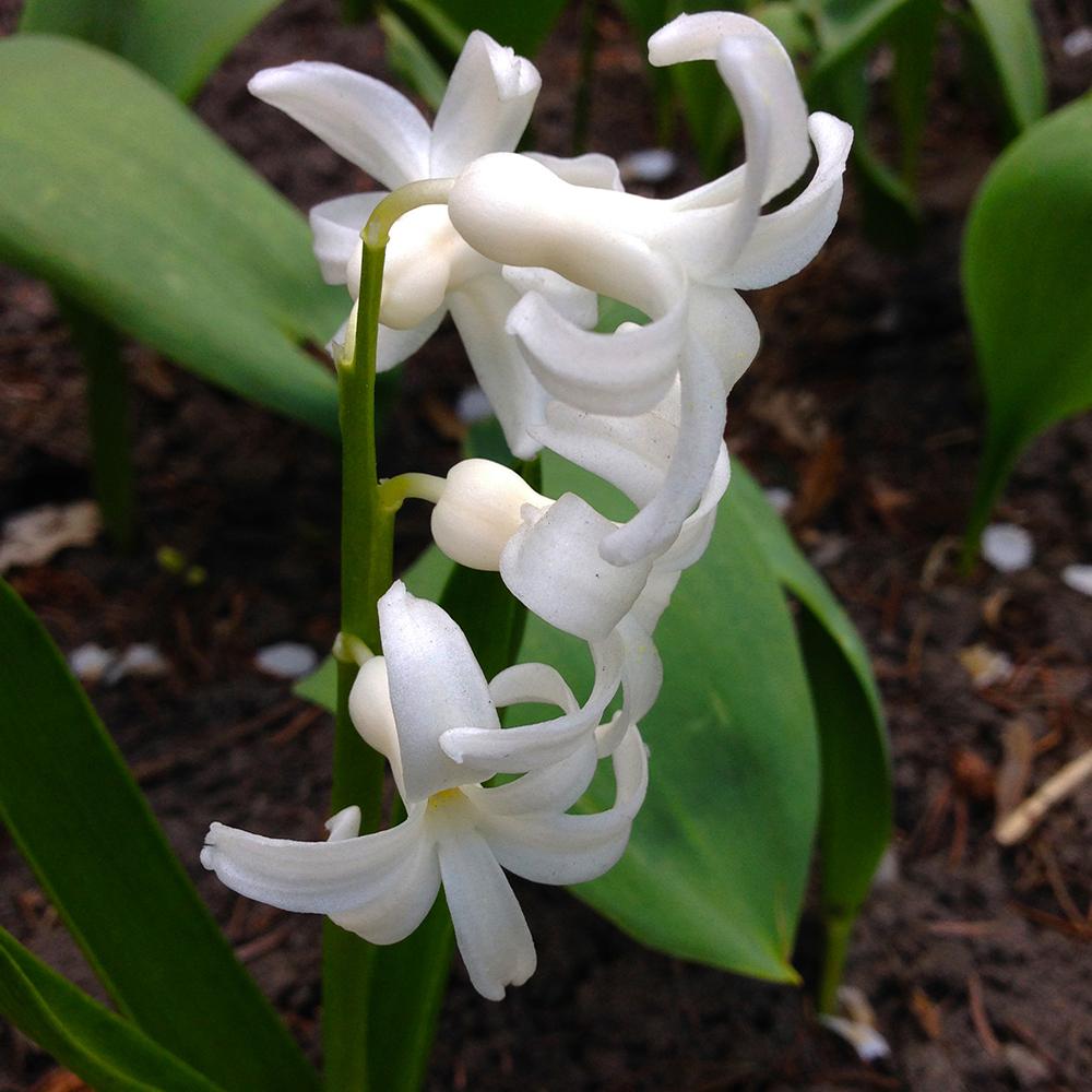 Bulbi Zambile Apricot Passion (5 Bucati/Pachet)