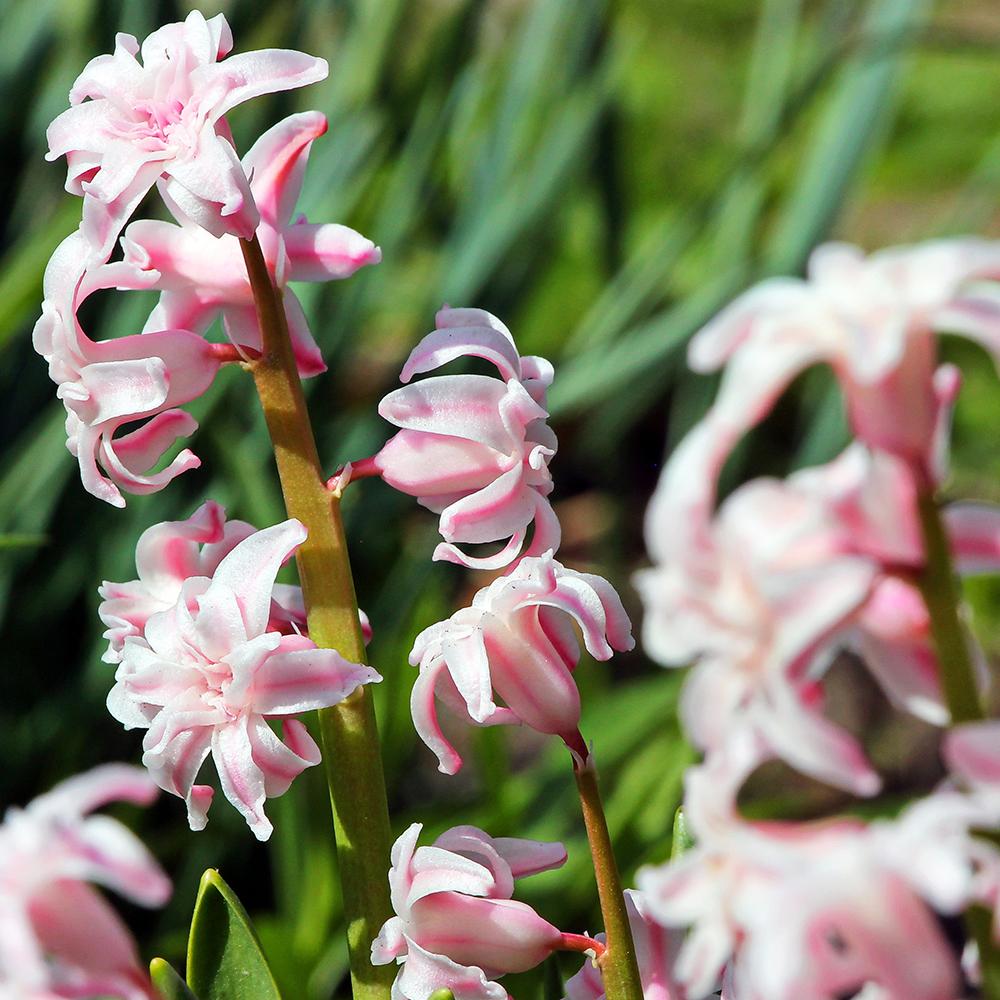 Bulbi Zambile Apricot Passion (5 Bucati/Pachet)