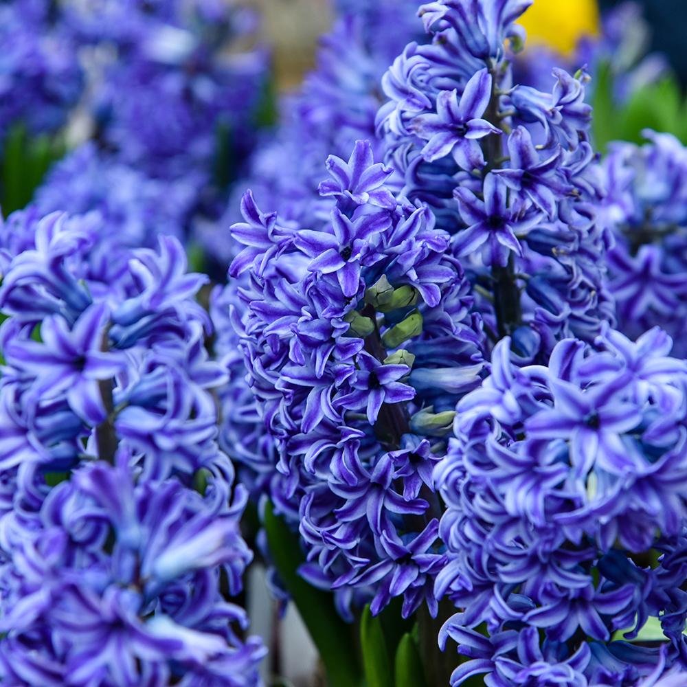 Bulbi Zambile Blue Jacket, cu flori albastre, set de 5 bulbi