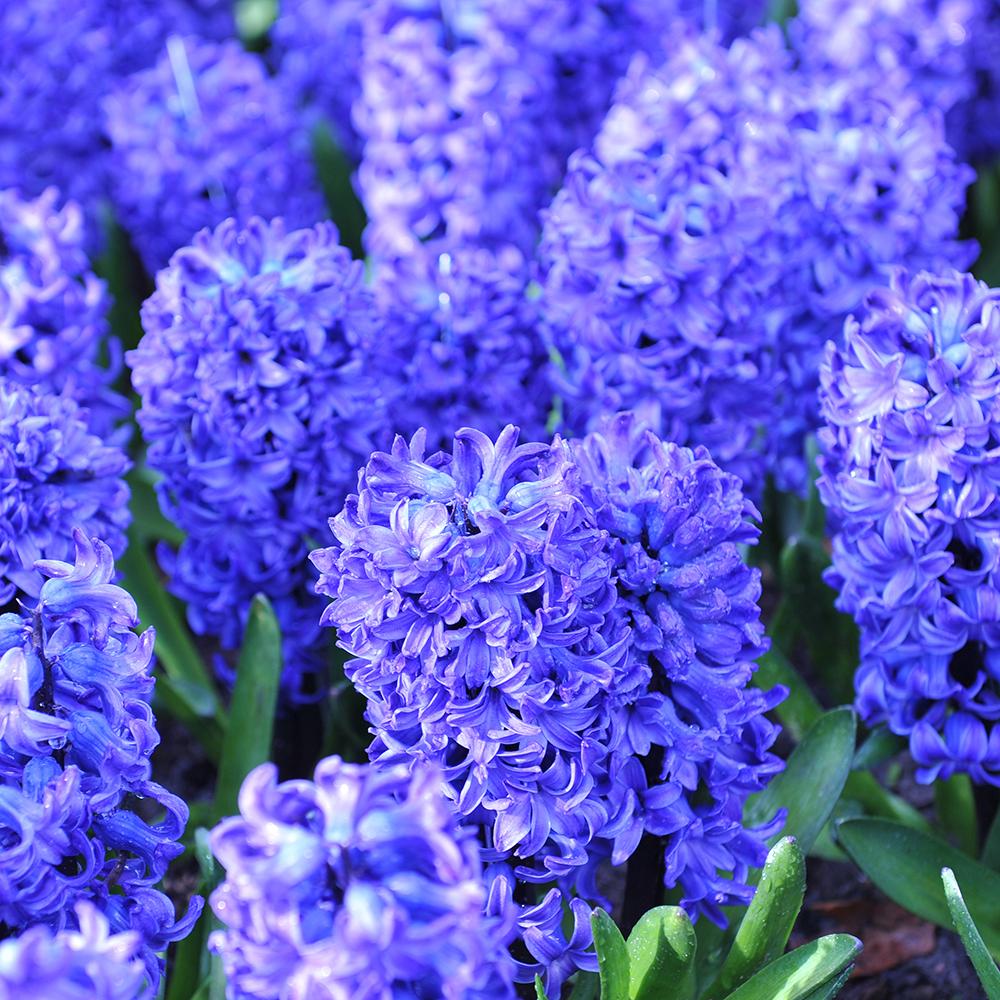 Bulbi Zambile Blue Star (5 Bucati/Pachet)