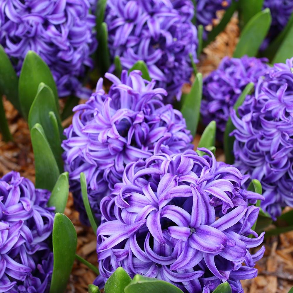 Bulbi Zambile Blue Star (5 Bucati/Pachet)