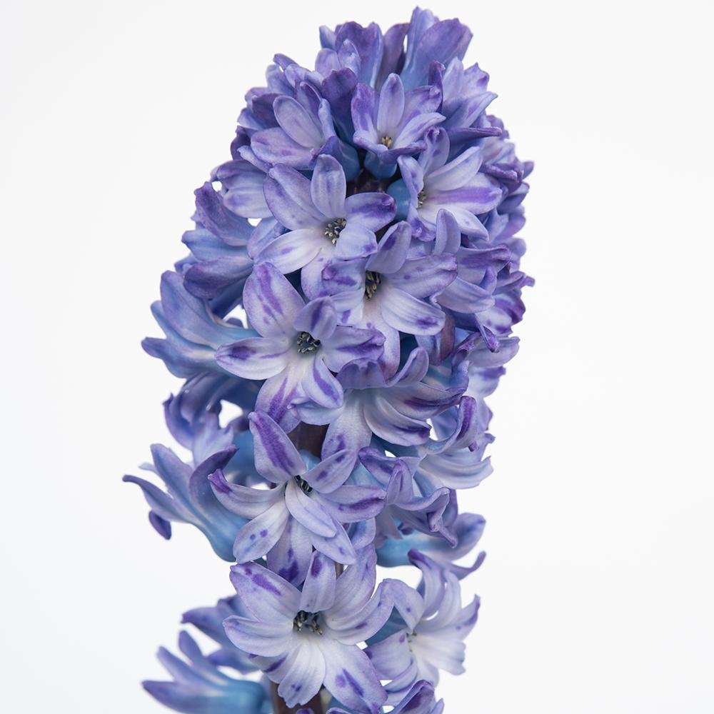 Bulbi Zambile Blue Star (5 Bucati/Pachet)