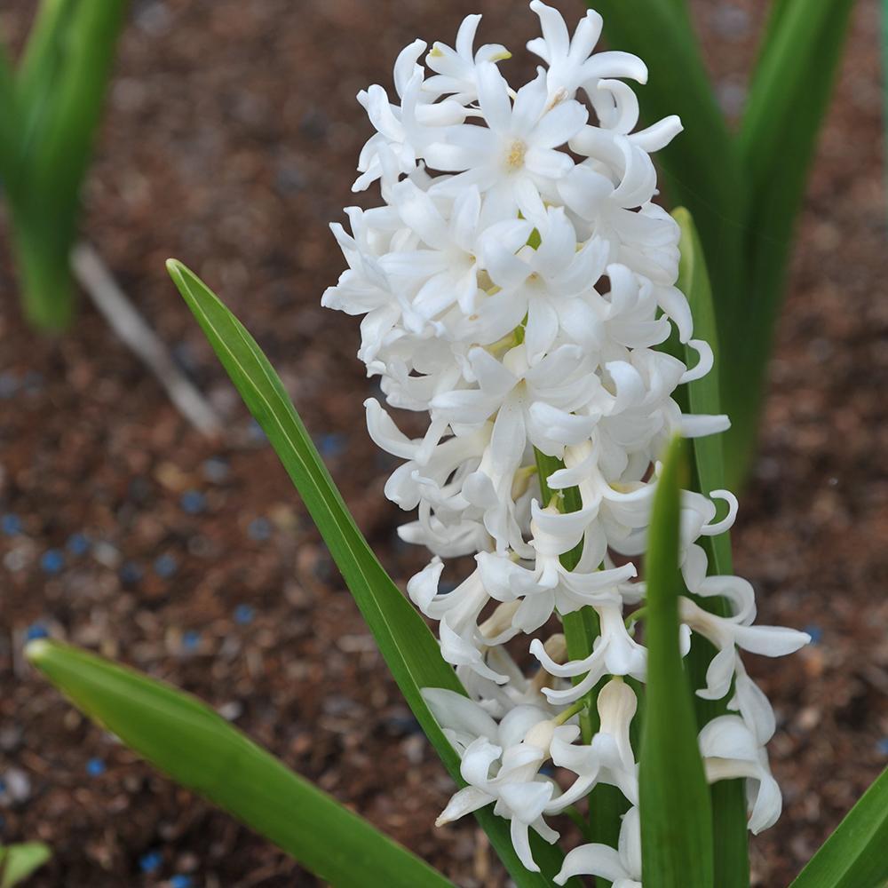 Bulbi Zambile Carnegie (5 Bucati/Pachet)