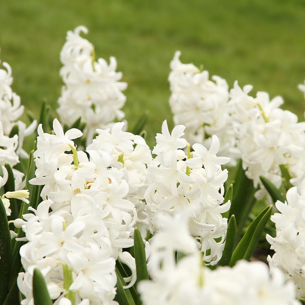 Bulbi Zambile Carnegie (5 Bucati/Pachet)