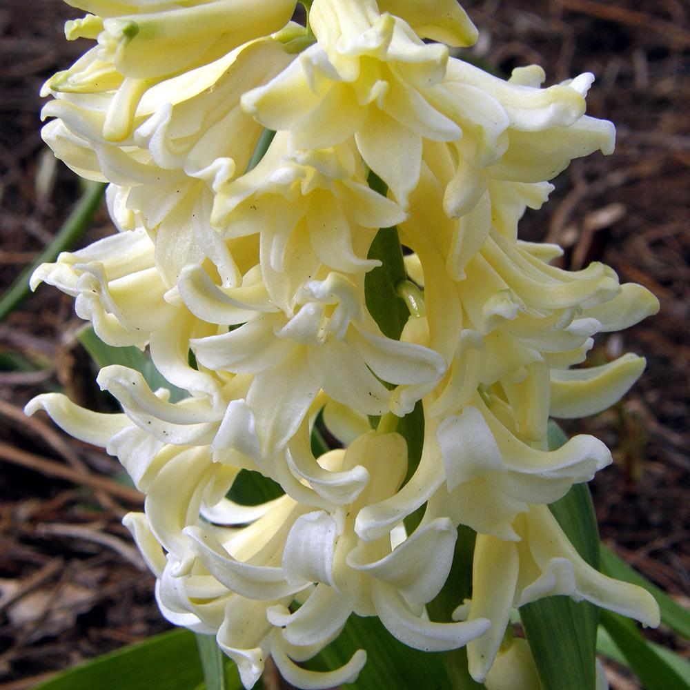 Bulbi Zambile City Of Haarlem (5 Bucati/Pachet)