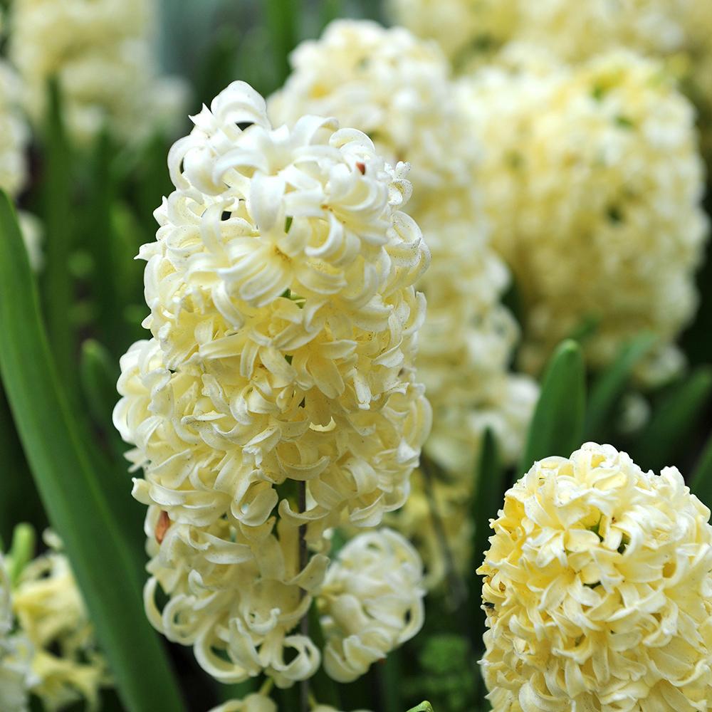 Bulbi Zambile City Of Haarlem (5 Bucati/Pachet)