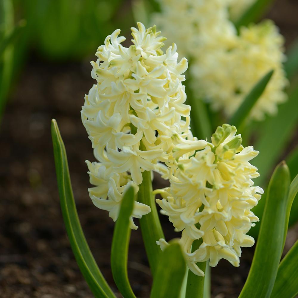 Bulbi Zambile City Of Haarlem (5 Bucati/Pachet)