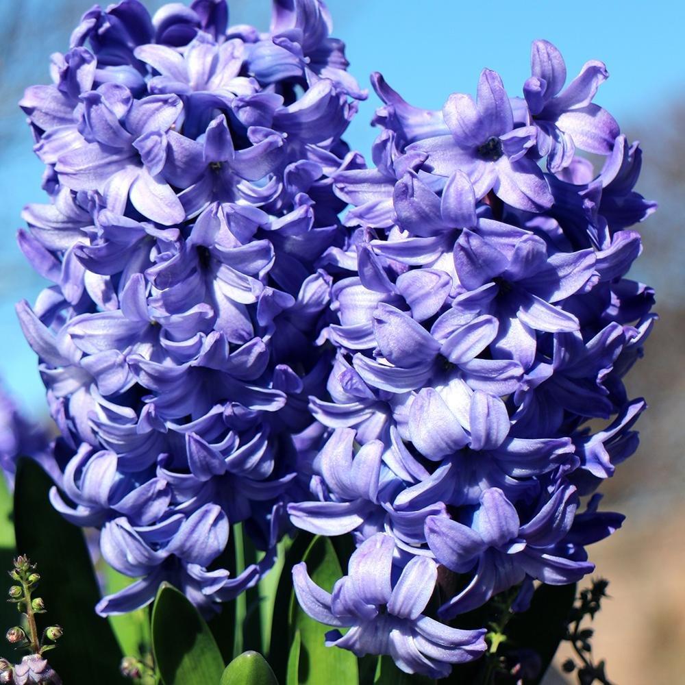 Bulbi Zambile Delft Blue (5 Bucati/Pachet)