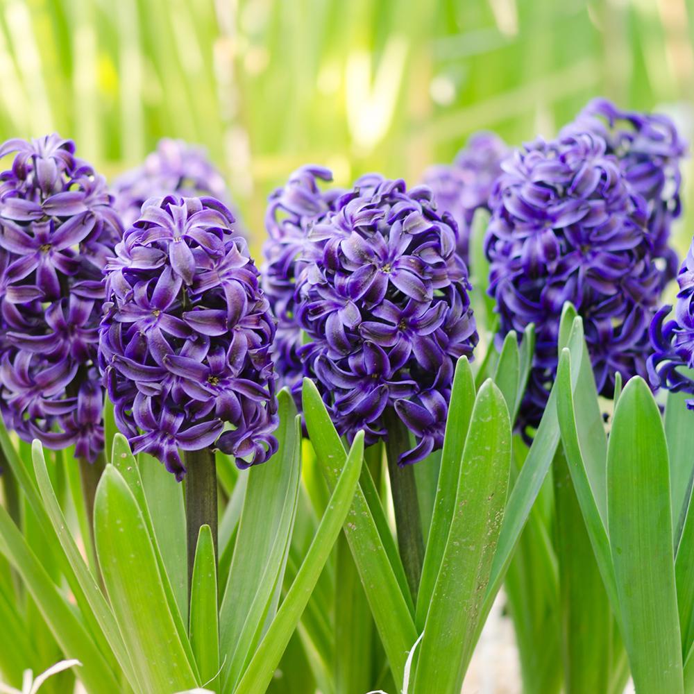 Bulbi Zambile Delft Blue (5 Bucati/Pachet)