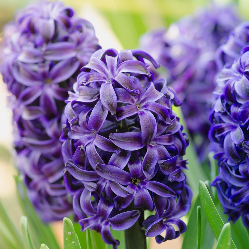 Bulbi Zambile Delft Blue (5 Bucati/Pachet)