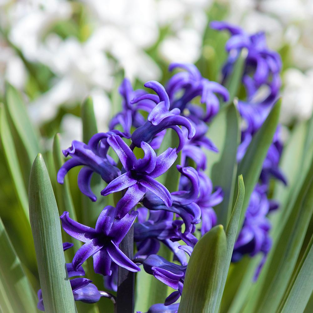 Bulbi Zambile Delft Blue (5 Bucati/Pachet)