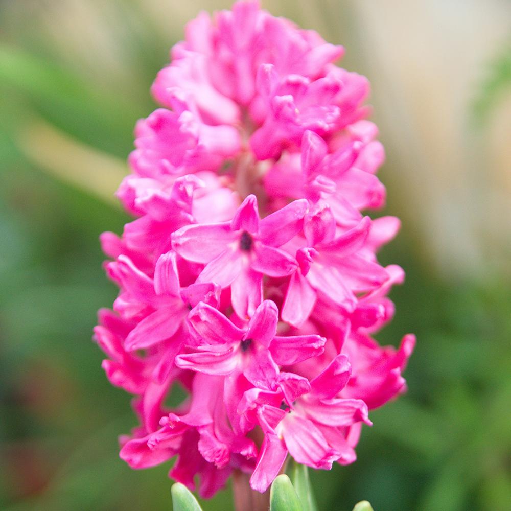 Bulbi Zambile Fondant (5 Bucati/Pachet)