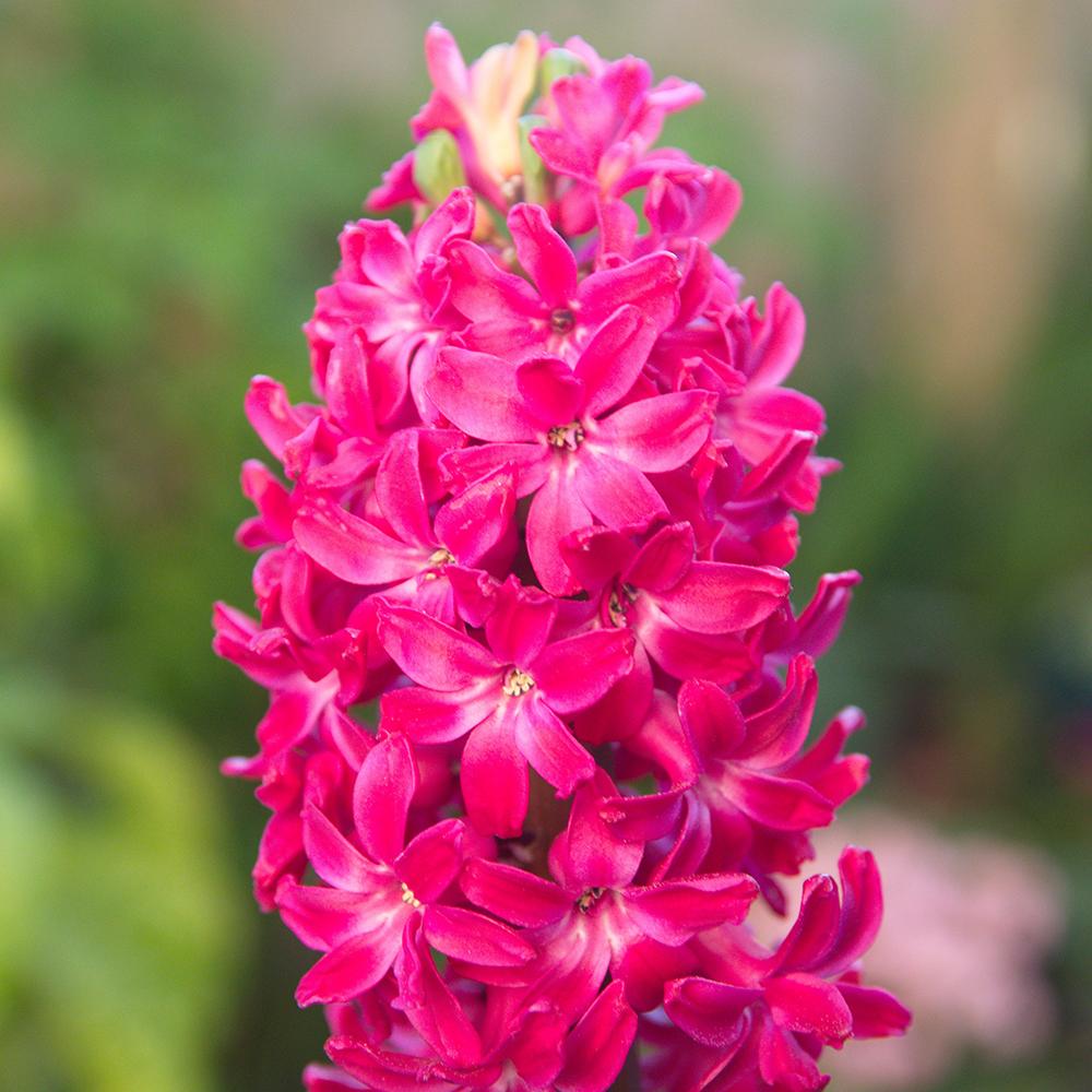 Bulbi Zambile Fondant (5 Bucati/Pachet)