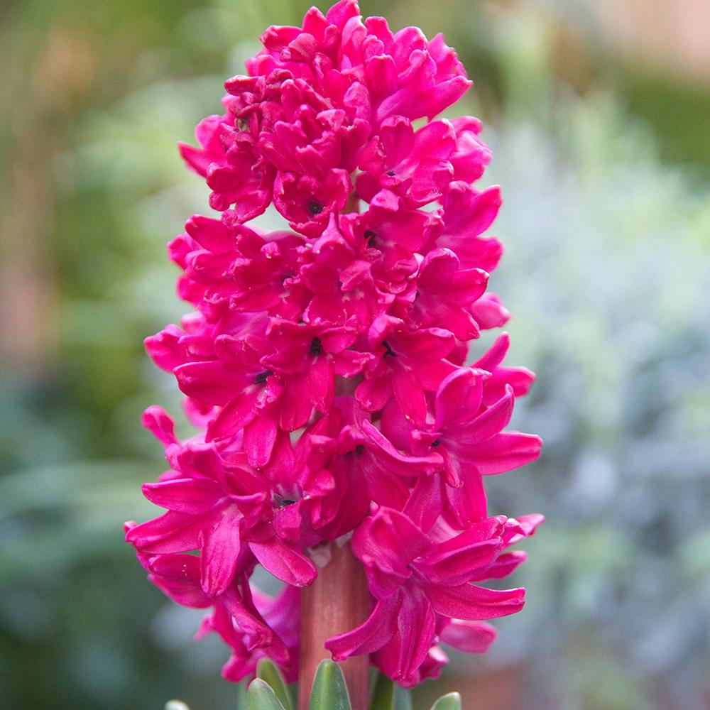 Bulbi Zambile Fondant (5 Bucati/Pachet)