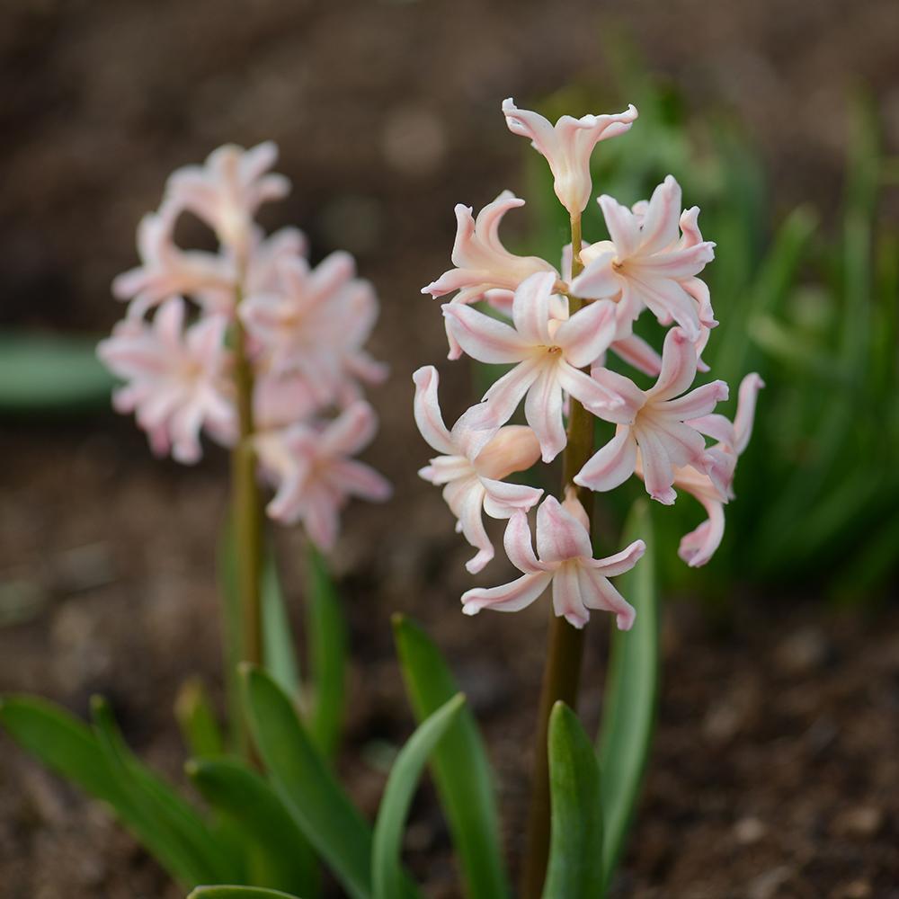 Bulbi Zambile Gipsy Queen (5 Bucati/Pachet)