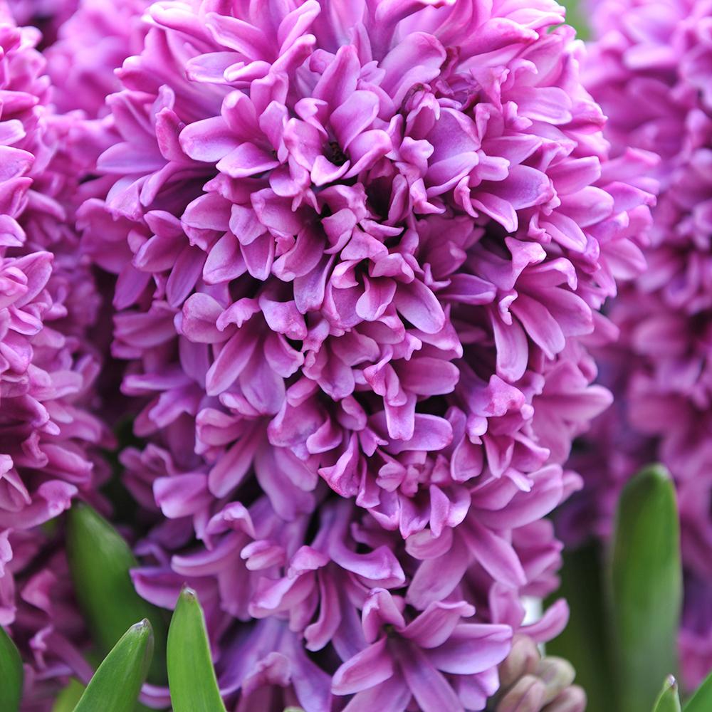 Bulbi Zambile Miss Saigon (5 Bucati/Pachet)