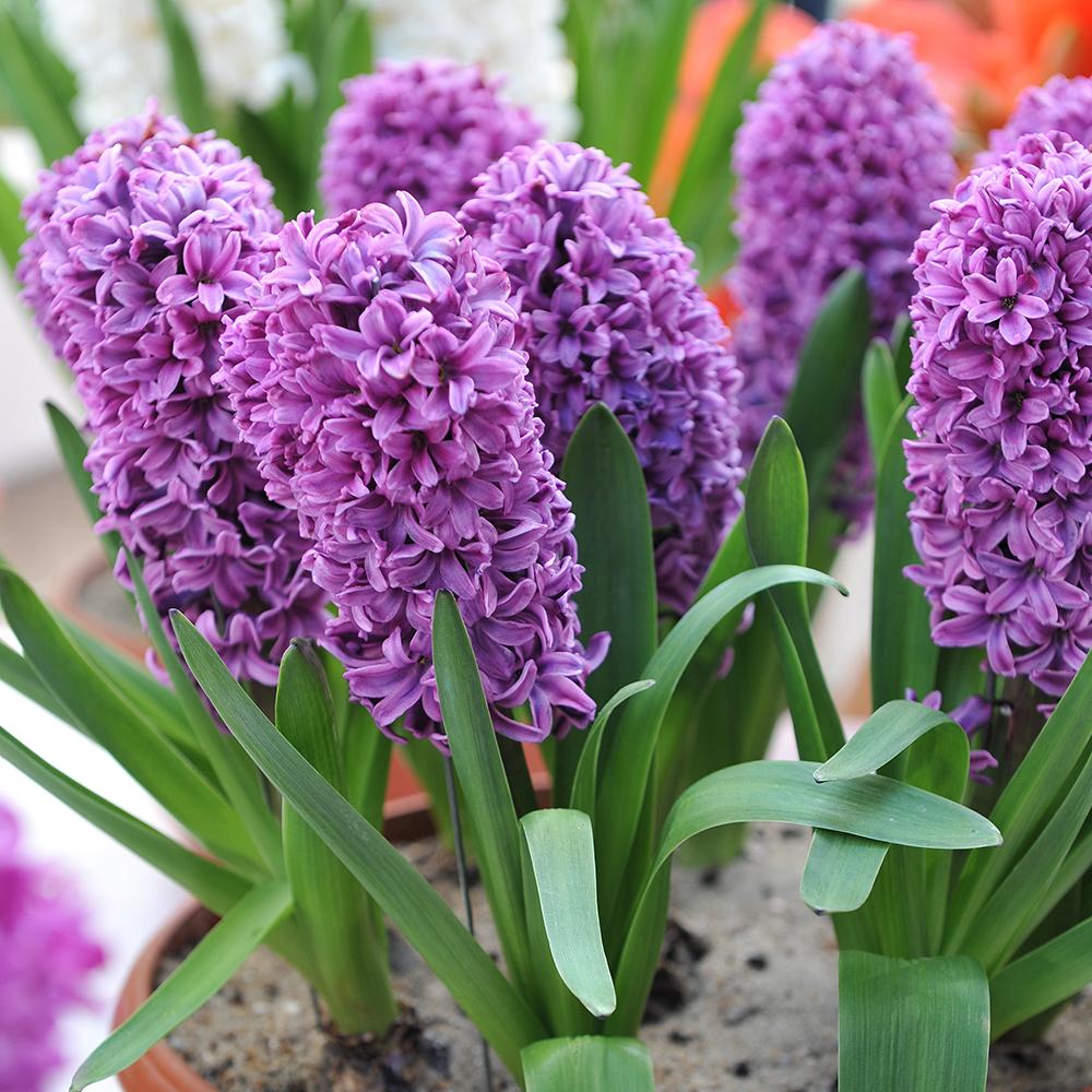 Bulbi Zambile Miss Saigon (5 Bucati/Pachet)