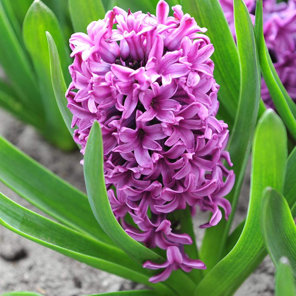 Bulbi Zambile Miss Saigon (5 Bucati/Pachet)