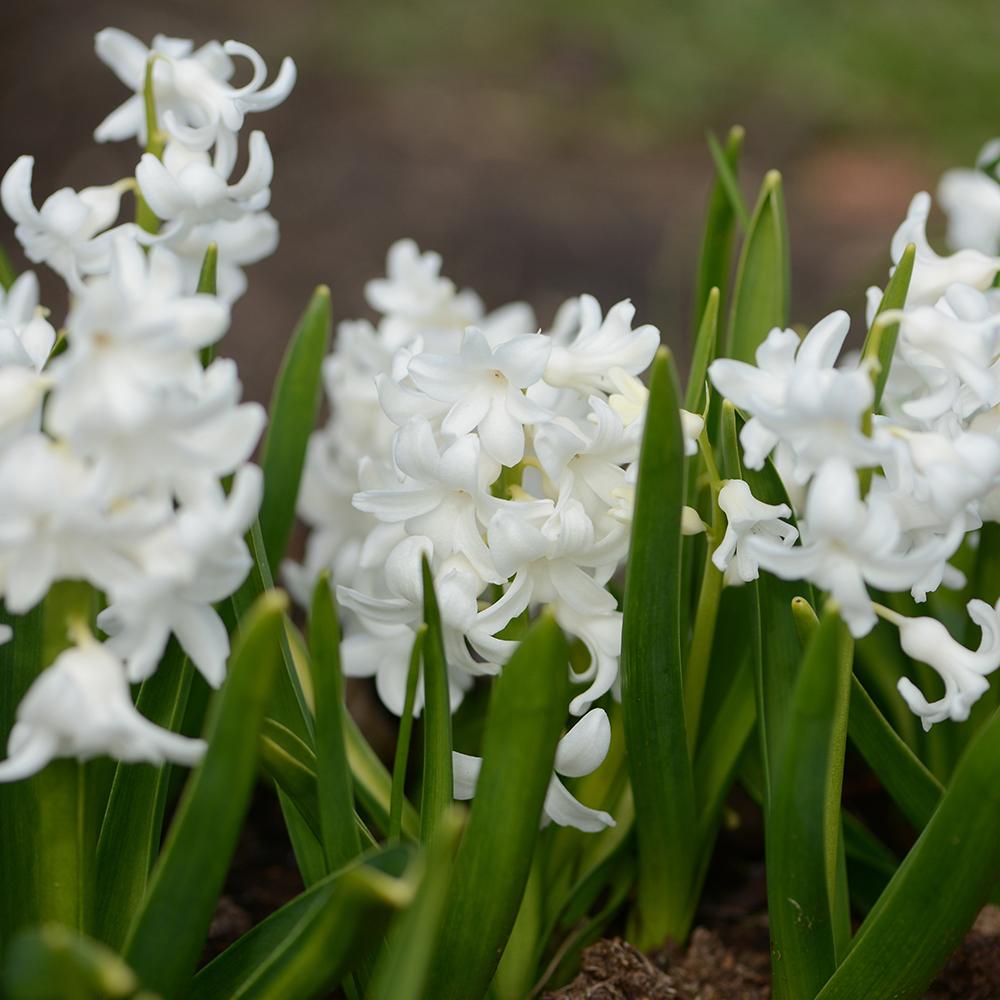 Bulbi Zambile White Pearl (5 Bucati/Pachet)