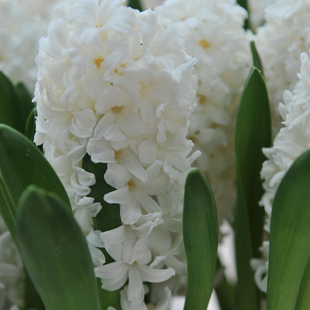 Bulbi Zambile White Pearl (5 Bucati/Pachet)