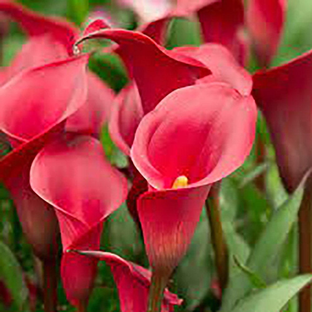 Zantedeschia Sweet Chili rosu