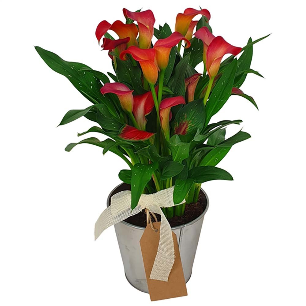 Zantedeschia Sweet Chili rosu