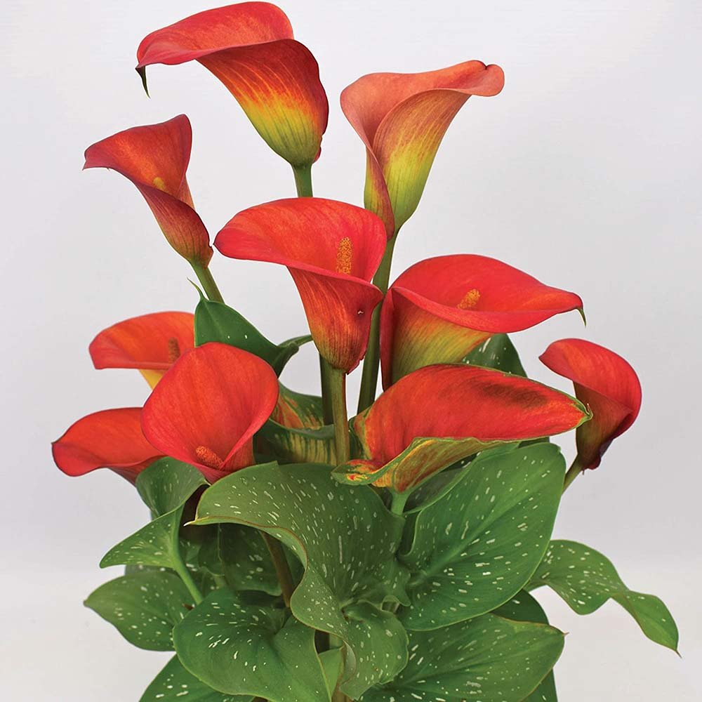 Zantedeschia Sweet Chili rosu
