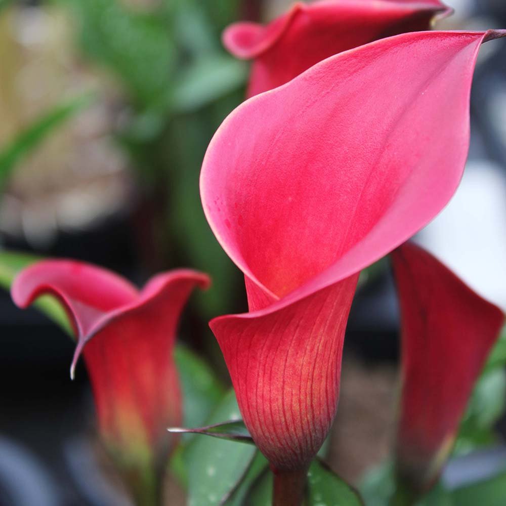 Zantedeschia Sweet Chili rosu