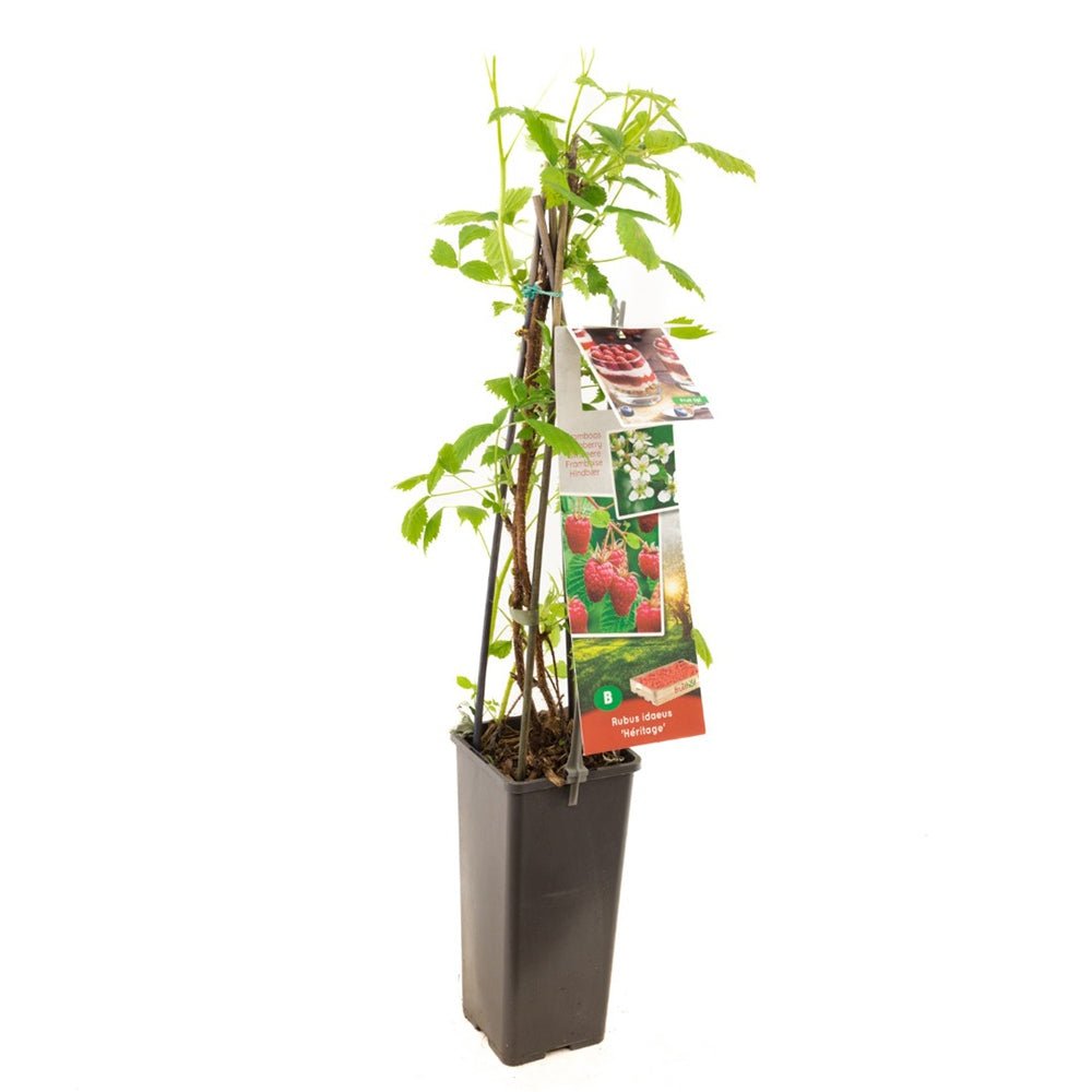 Zmeur Heritage (Rubus Idaeus), cu fructe dulci-acrisoare