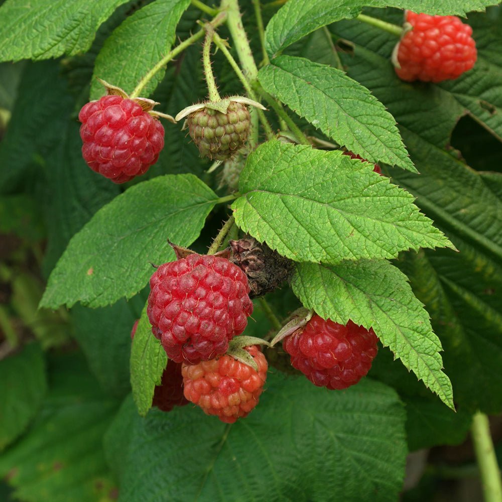 Zmeur (Rubus Idaeus) Wilamette