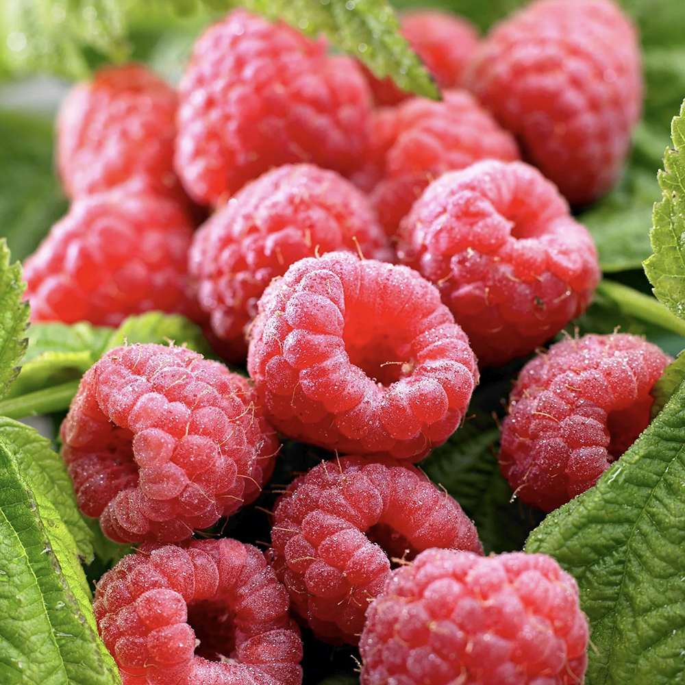 Zmeur Sugana Red (Rubus Idaeus), cu fructe dulci