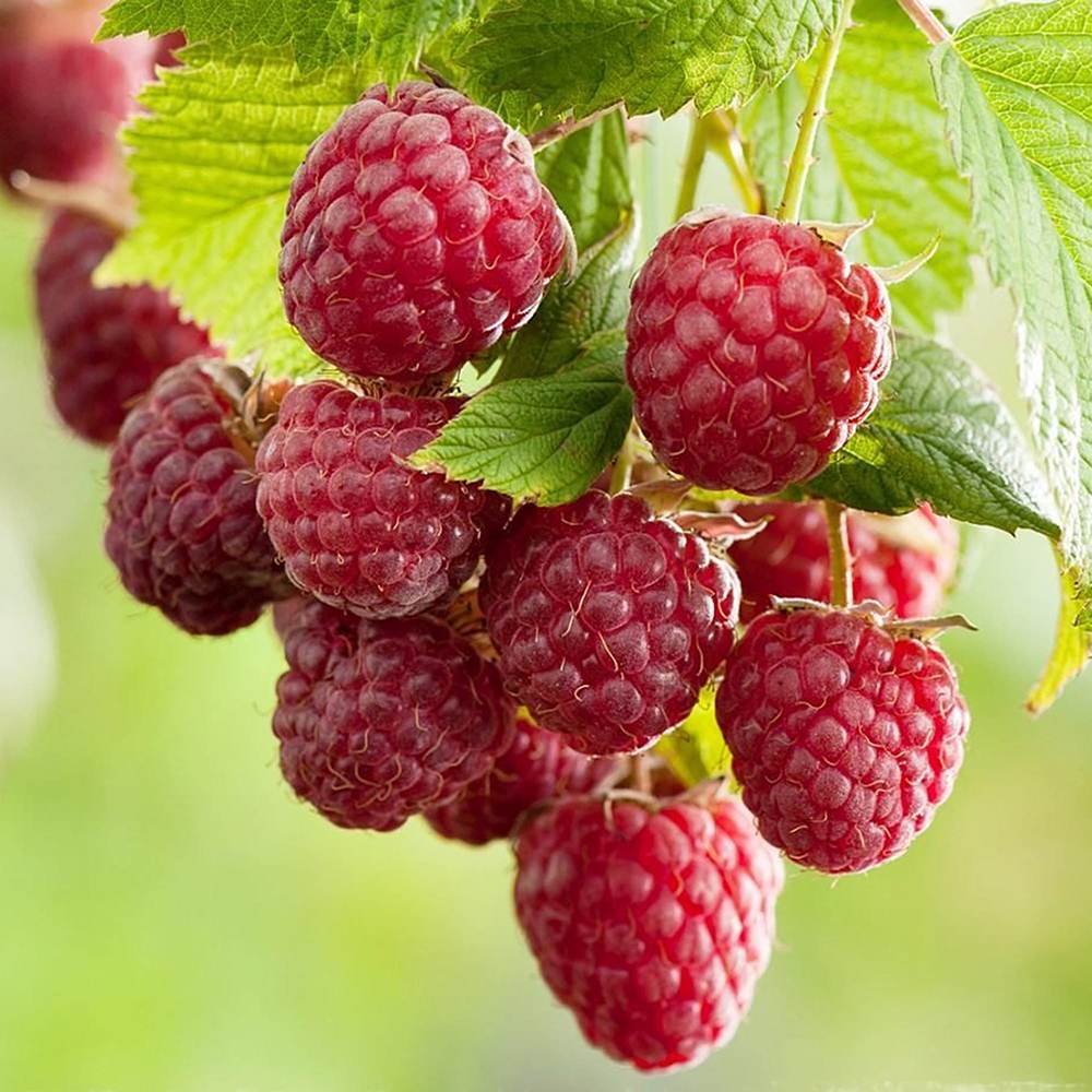 Zmeur Sugana Red (Rubus Idaeus), cu fructe dulci