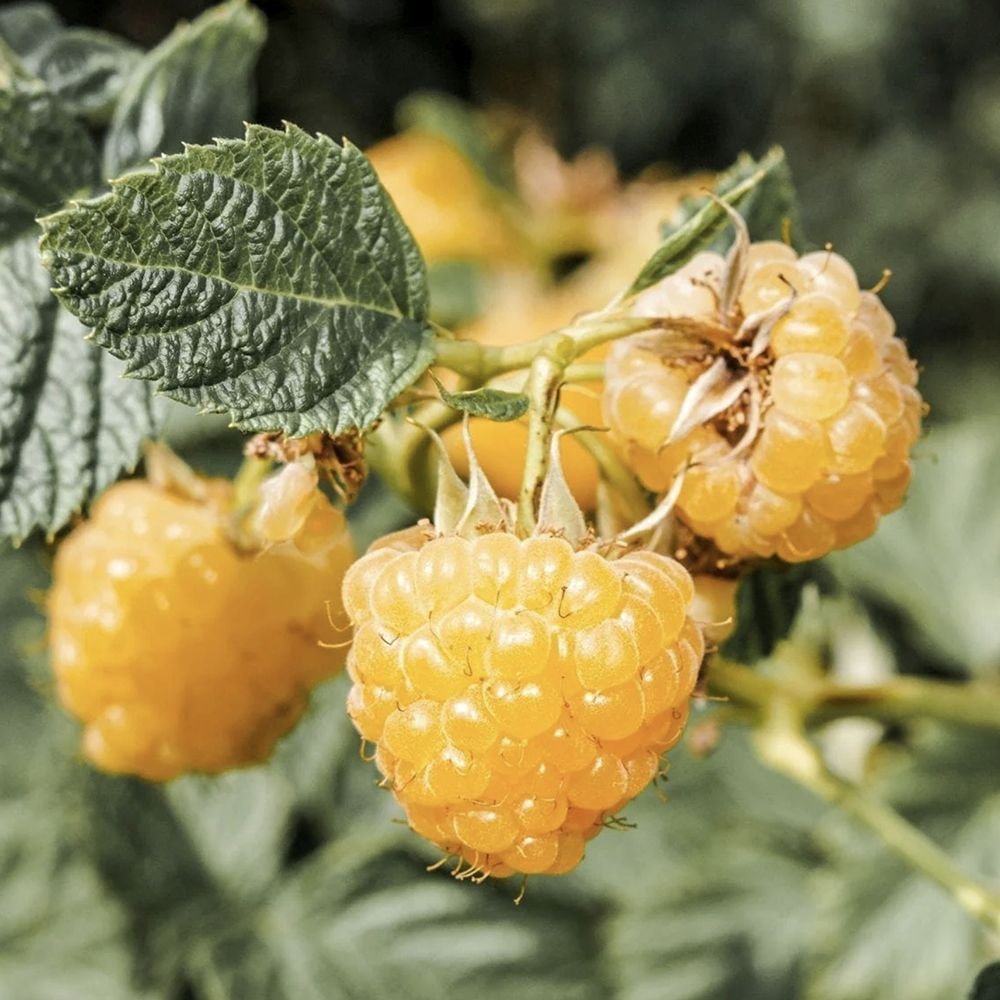 Zmeur Sugana Yellow (Rubus idaeus), cu fructe dulci galbene