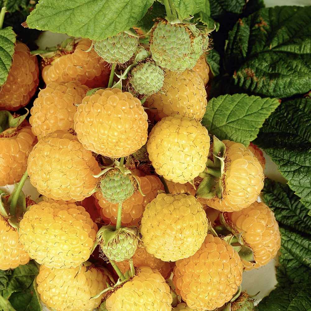 Zmeur Sugana Yellow (Rubus idaeus), cu fructe dulci galbene