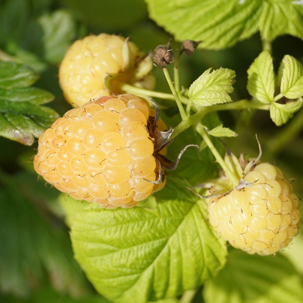 Zmeur Sugana Yellow (Rubus idaeus), cu fructe dulci galbene