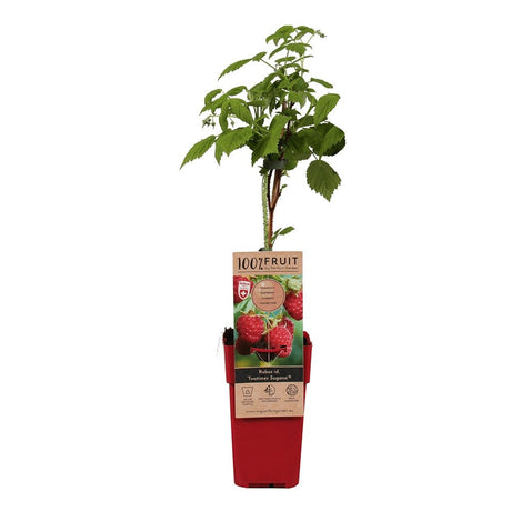 Zmeur Two Timer Sugana (Rubus idaeus), cu fructe dulci - VERDENA-65 cm inaltime, livrat in ghiveci de 4.5 l