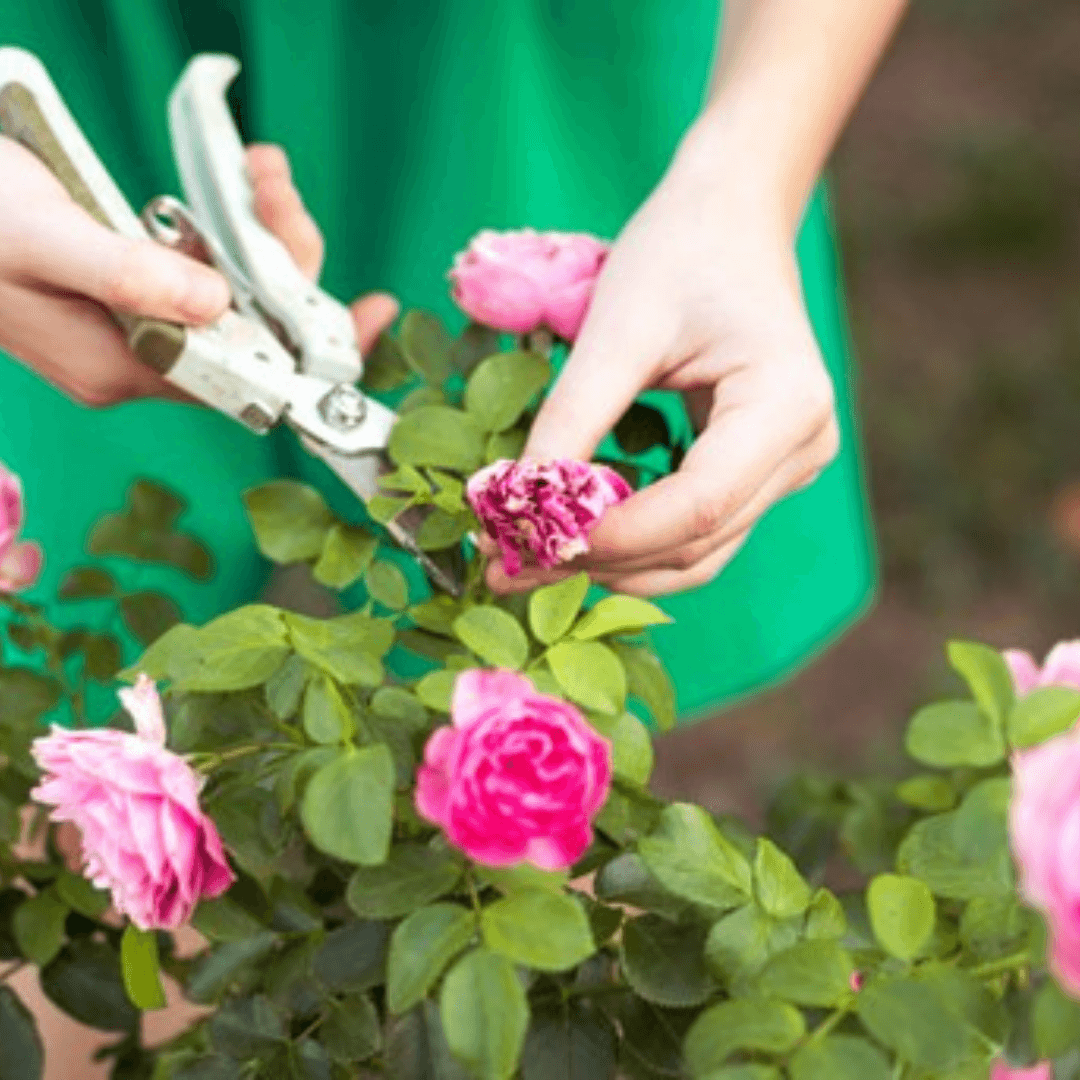 15 Sfaturi pentru a-ti face trandafirii sa infloreasca mai mult - VERDENA